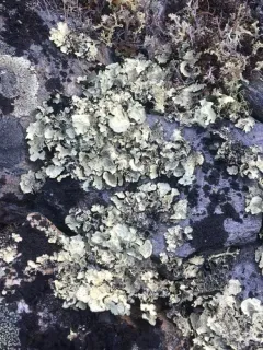 Arctic Rag Lichen thumbnail 4
