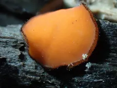 Scutellinia nigrohirtula thumbnail 2