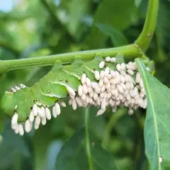 Hornworm Parasitoid Wasp Bracovirus thumbnail 4