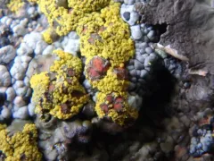 Pisutiella grimmiae thumbnail 2