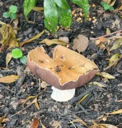 Hard's Stropharia thumbnail 4