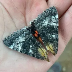 Grote's Underwing Moth thumbnail 2