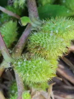 Beach Cocklebur thumbnail 1