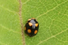 Orange-spotted Lady Beetle thumbnail 2