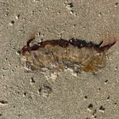 Pacific Sea Nettle thumbnail 4