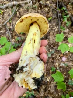 False King Bolete thumbnail 3