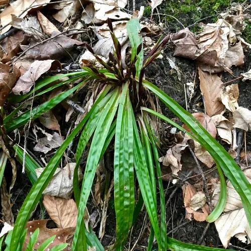 plantainleaf sedge