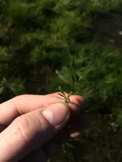 American Waterwort thumbnail 3