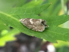 Dichrorampha simulana thumbnail 4