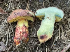 Boletus billieae thumbnail 1