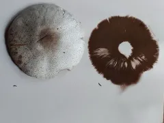 Agaricus benesii thumbnail 2