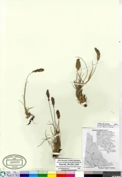 Oriental Junegrass thumbnail 2