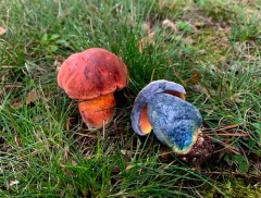 Dotted Stem Bolete thumbnail 3
