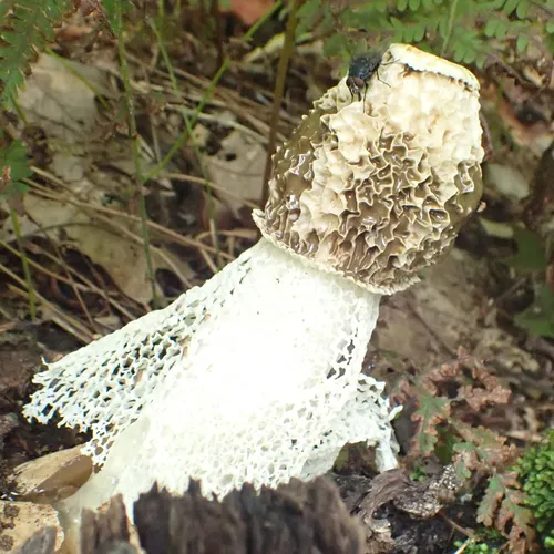 Skirted Stinkhorn