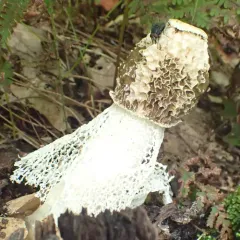 Skirted Stinkhorn thumbnail 1