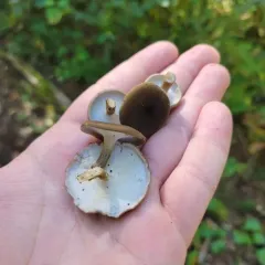 Winter polypore thumbnail 2