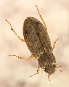 Helophorus grandis thumbnail 2