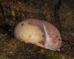 Amaurochaete atra thumbnail 3