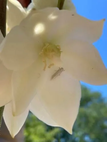 Eastern Yucca Moth