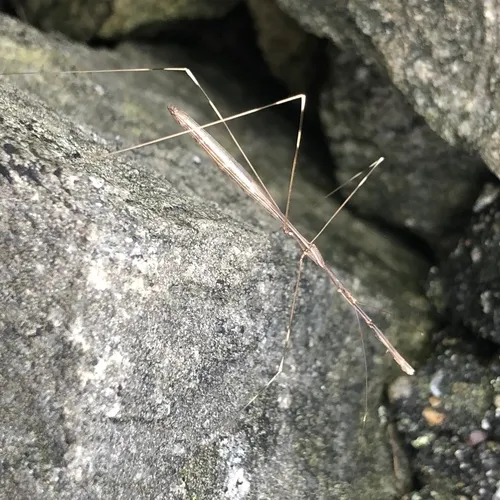 Emesaya brevipennis