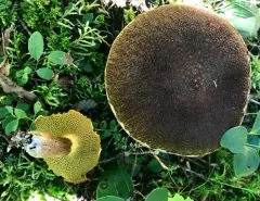 Hollow Bolete thumbnail 2