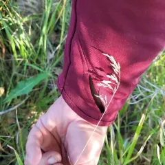 Smooth Meadow-grass thumbnail 4
