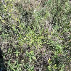 Siberian elm thumbnail 4