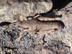 Olympic Grasshopper thumbnail 3