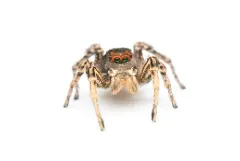 Habronattus waughi thumbnail 2
