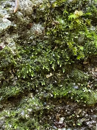 Dwarf Flapwort