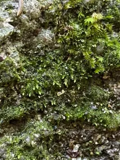 Dwarf Flapwort thumbnail 1