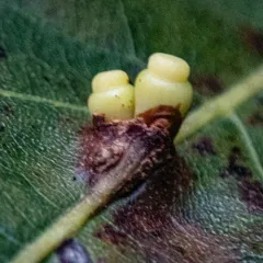 oak wheat gall thumbnail 2