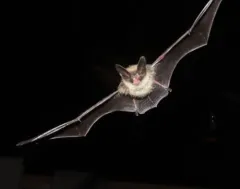 Fringed Myotis thumbnail 3