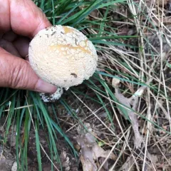 Poison Champagne Amanita thumbnail 3