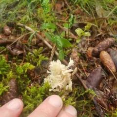 White Coral Fungus thumbnail 4