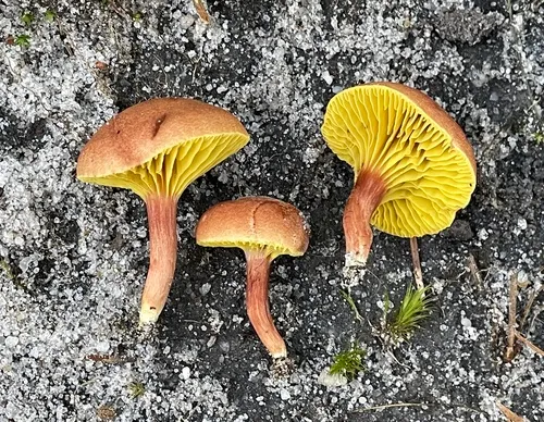 Gilled Bolete
