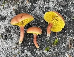 Gilled Bolete thumbnail 1