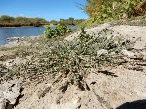 foxtail prickle grass