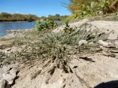 foxtail prickle grass thumbnail 1