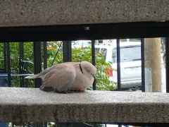 African Collared-Dove thumbnail 4