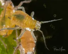 waterlily aphid thumbnail 2
