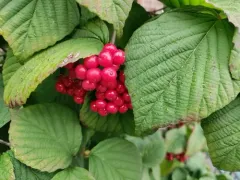 wright viburnum thumbnail 2