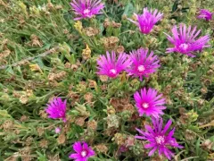pink trailing iceplant thumbnail 4