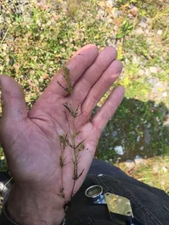 delicate stonewort thumbnail 2