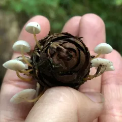 Fir-Cone Mushroom thumbnail 4