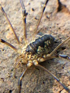 Liopilio yukon thumbnail 3
