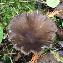 Gerronema atrialbum thumbnail 3