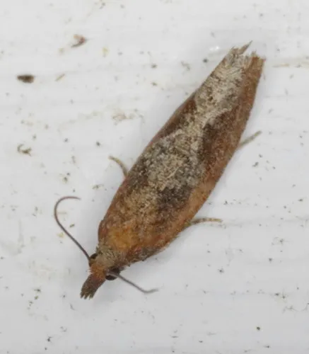Epinotia septemberana