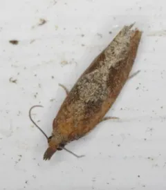 Epinotia septemberana thumbnail 1
