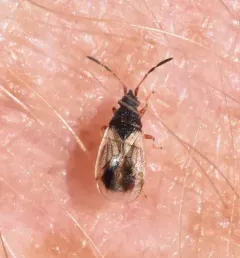 Crophius disconotus thumbnail 3